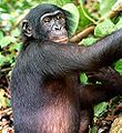Конго Демократиялық Республикасы — дүние жүзіндегі боноболар (пигмей шимпанзелер) жабайы табиғатта кездесетін жалғыз жер.