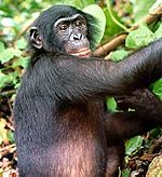בונובו, או שימפנזה ננסי, שדומה לאדם יותר משאר מיני קופי האדם