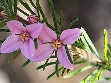 Boronia stricta.jpg