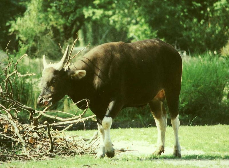 File:Bos javanicus male.jpg