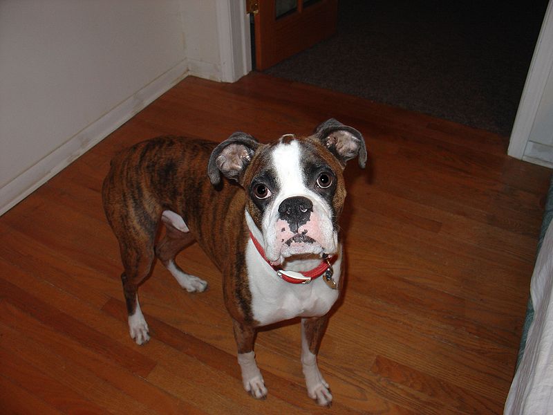 File:Boxer (Dog) - Taz.JPG