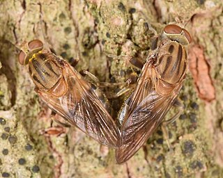 <i>Brachyopa vacua</i> Species of fly