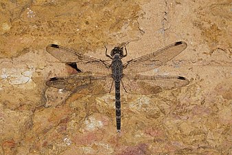 Rock Dweller/Granite Ghost (Bradinopyga geminata)