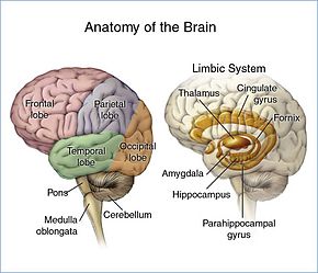 The main areas of the brain and Limbic system Brain headBorder.jpg