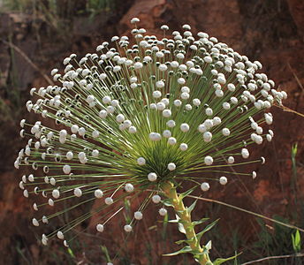 A flower of Paepalanthus from the Brazilian Savanas, known as Cerrado