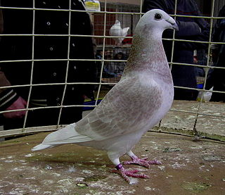 <span class="mw-page-title-main">British Show Racer</span> Breed of pigeon