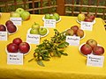 Britzer Garten - Apfelnschau (Apple Show) - geo.hlipp.de - 29285.jpg