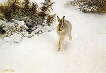 Winter hare, 1908