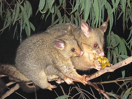 Tập_tin:Brushtail_possum.jpg