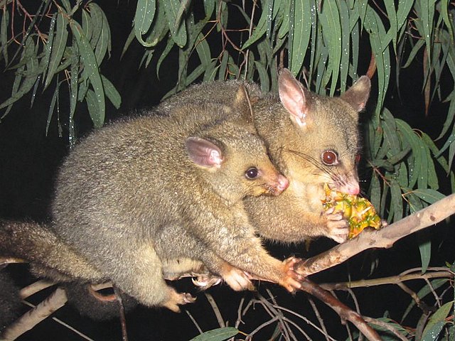 Marsupial - Wikipedia