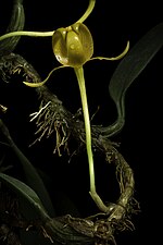 Thumbnail for Bulbophyllum sect. Sestochilos