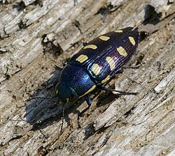 Hun af otteplettet pragtbille (Buprestis octoguttata)