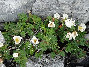 Шиповник колючейший (Rosa spinosissima) может расти на скалах, он образует ксерофитные розарии в западном Предкавказье[77]:361
