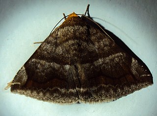 <i>Buzara onelia</i> Species of moth