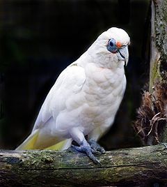 Какаду род. Тонкоклювый Какаду. Гологлазый Какаду. Cacatua pastinator. Носатый Какаду.