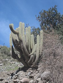 Archives des Cactus & Succulentes - Attitude Jardin