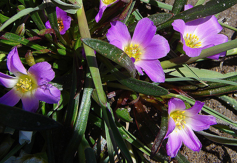 File:Calandrinia colchaguensis (8677478638).jpg