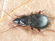 Calathus rotundicollis Calathus rotundicollis.jpg