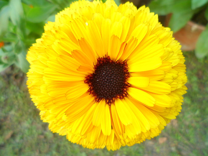 File:Calendula Brown.JPG