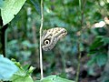 Caligo memnon de la Boyera-MI Venezuela