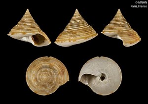 Calliostoma madatechnema (MNHN-IM-2000-27738).jpeg