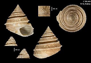 <i>Calliotropis excelsior</i> species of mollusc