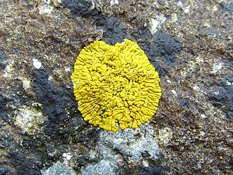 The yellow color of certain lichens (here Caloplaca thallincola) is due to the presence of anthraquinones. Caloplaca thallincola.jpg