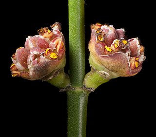 <i>Calycopeplus</i> Genus of flowering plants