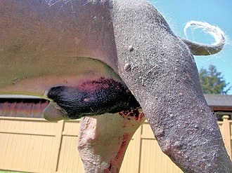 Recently completed scrotal urethrostomy on a dog Canine scrotal urethrostomy.jpg