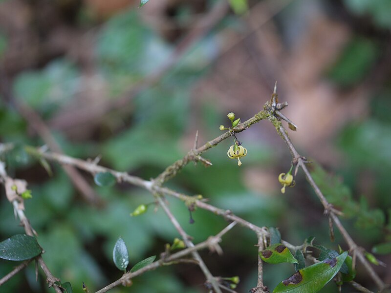 File:Canthium angustifolium Roxb. (16201542741).jpg