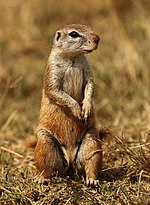 Thumbnail for Cape ground squirrel