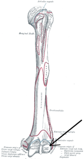 Capitulum of the humerus Structure of humerus