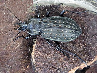 <i>Carabus clatratus</i> Species of beetle