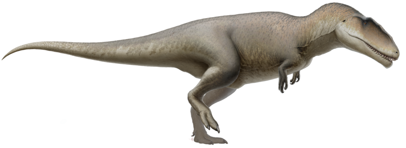 File:Carcharodontosaurus (flipped, cropped).png