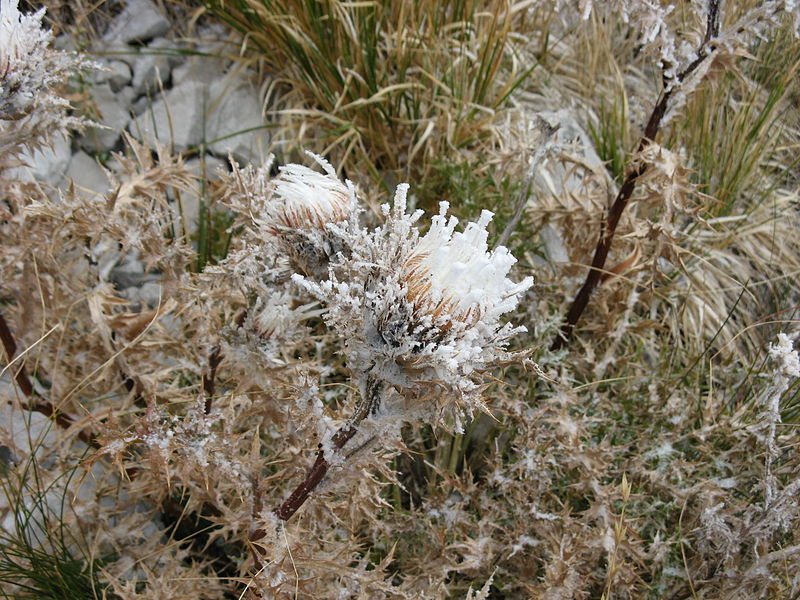 File:Carduus Crispus in winter.JPG