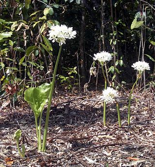 <i>Proiphys amboinensis</i> Species of flowering plant