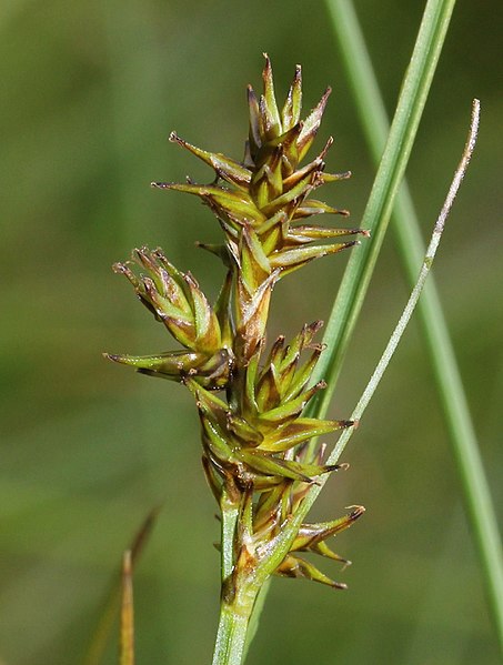 File:Carex echinata inflorescens (15).jpg