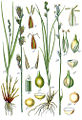 Carex muricata 2. Carex pairae plate 92/28