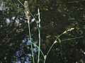 from left to right: Carex remota, hybride Carex x boenninghauseniana, Carex remota