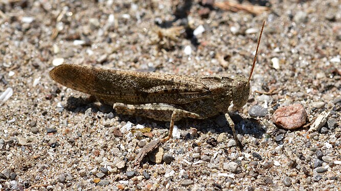 Short-horned Grasshopper (Acrididae)