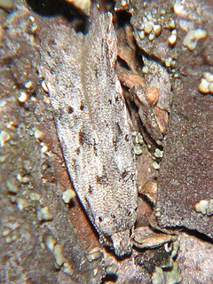 <i>Carpatolechia proximella</i> Species of moth