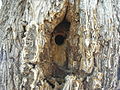 Carpenter bee nest in a tree trunk