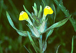 Miniatura para Castilleja campestris