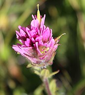 Castilleja lemmonii, detail of pink flowerhead