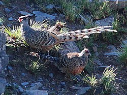 Cheer pheasant pair from Himalaya Catreus wallichii.jpg