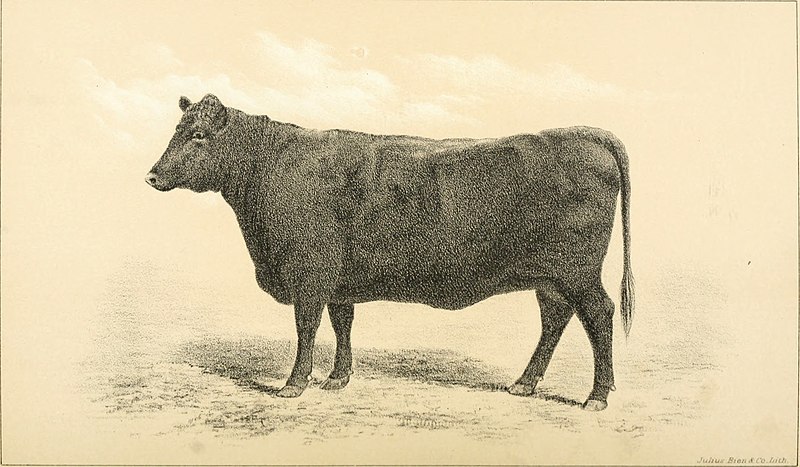 File:Cattle and dairy farming (1887) (20399919239).jpg