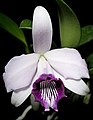 Cattleya bicalhoi flower