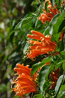 <i>Pyrostegia</i> Genus of flowering plants