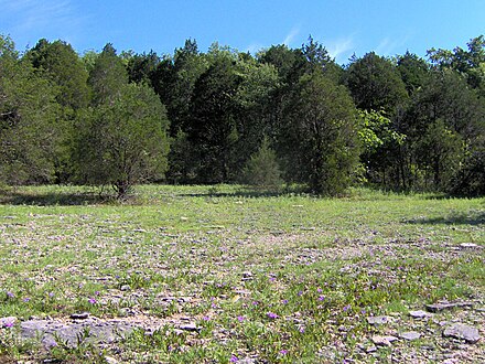 Cedar glades are an ecosystem that is found in regions of Middle Tennessee where limestone bedrock is close to the surface