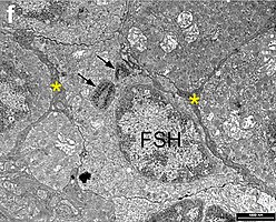 Gonadotrope cel. Cytoplasmatische processen van stellaatcellen (asterisk) kunnen rond een FSH-cel worden waargenomen. Zwarte pijlen geven onregelmatige massa's aan die sterk gekleurd zijn met tilapia-anti-FSH-antilichamen.